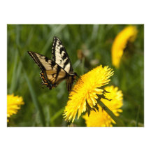 Perca de la mariposa fotografías  