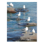 Perca de las gaviotas, una perca Duluth   , mangan Tarjeta Postal