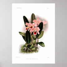 Percivaliana de Cattleya Poster