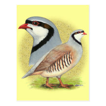 Perdiz de Chukar combinada Postales