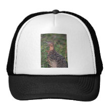 Perdiz nival del sauce, gallina en verano gorra