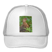 perdiz nival gorras