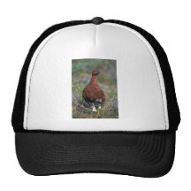 Perdiz-varón del sauce en verano gorro
