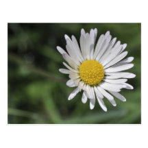 Perennis del Bellis Postales