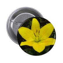 Perfección amarilla de Lilly Pin