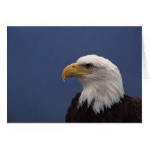 Perfil de Eagle calvo Felicitaciones