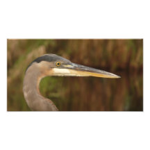 Perfil de la garza de gran azul arte fotográfico