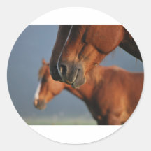 Perfil de los caballos etiqueta redonda
