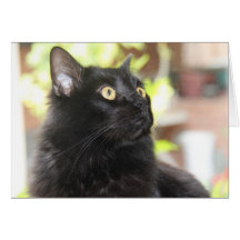 Perfil del gato negro, ojos brillantes, tarjetas d