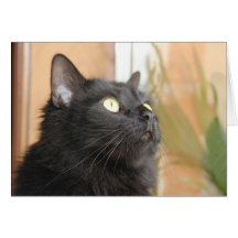 Perfil del gato negro, tarjetas de nota en blanco