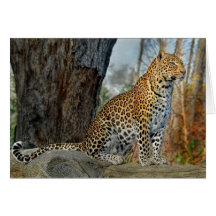 Perfil del leopardo felicitación