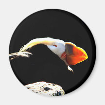 Perfil hermoso del frailecillo iman de frigorífico