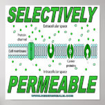 Permeable selectivamente poster