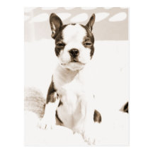 Perrito 2 de Boston Terrier Postal