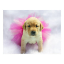 Perrito amarillo del laboratorio tarjetas postales