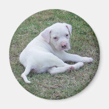 Perrito americano del dogo imán de frigorífico