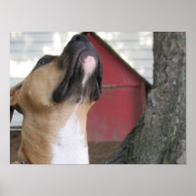 PERRITO AMERICANO DEL MATÓN POSTER