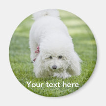 Perrito blanco imán para frigorifico