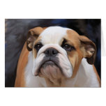Perrito británico del dogo tarjeton