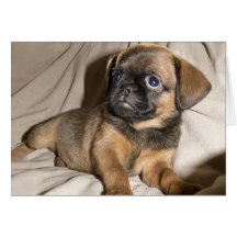 ¡Perrito de Bruselas Griffon! Felicitaciones