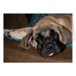 Perrito de gran tamaño adorable felicitaciones