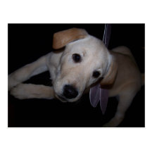 perrito de hadas postales