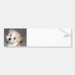 Perrito de Havanese Etiqueta De Parachoque