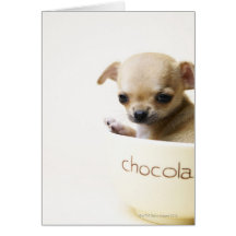 Perrito de la chihuahua en el cuenco (cosechado) felicitaciones