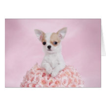 Perrito de la chihuahua felicitacion 
