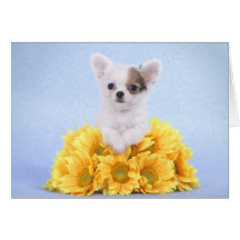 Perrito de la chihuahua tarjetas