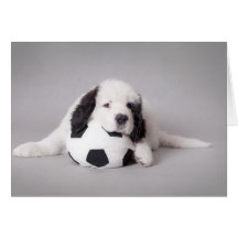 Perrito de Landseer Tarjeton