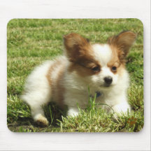 Perrito de Papillon Tapetes De Ratones