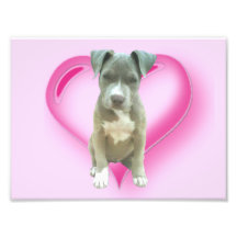 Perrito de Pitbull de las tarjetas del día de San  Arte Fotográfico