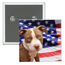 Perrito de Pitbull del americano Pin