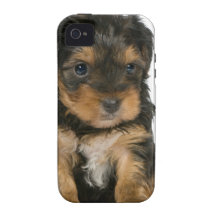 Perrito de Yorkie Vibe iPhone 4 Fundas