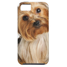Perrito de Yorkshire Terrier iPhone 5 Fundas