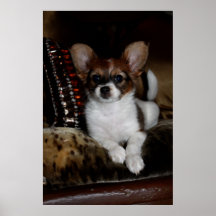 Perrito del bandido impresiones
