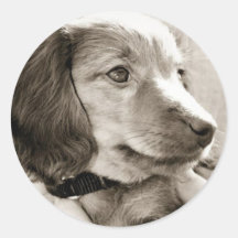 Perrito del Dachshund Etiqueta Redonda