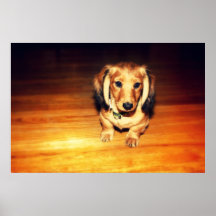 Perrito del Dachshund Impresiones