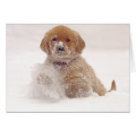 Perrito del golden retriever en nieve felicitación