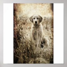 perrito del grunge impresiones