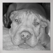 Perrito del hoyo impresiones