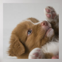 Perrito del Toller Impresiones