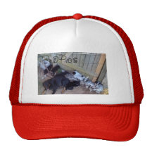 perrito gorro