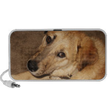Perrito grande del golden retriever - amante del p mini altavoces