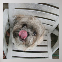 Perrito hambriento poster