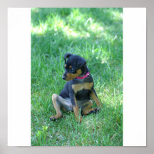 perrito impresiones