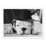 Perrito inglés del dogo de "Einstein" Impresiones Fotograficas