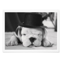Perrito inglés del dogo de "Einstein" Impresiones Fotograficas