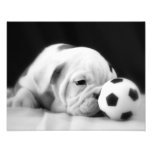 "Perrito inglés del dogo de la nariz del balón de  Impresión Fotográfica